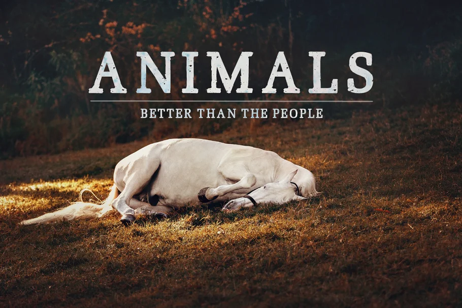 animals - Post