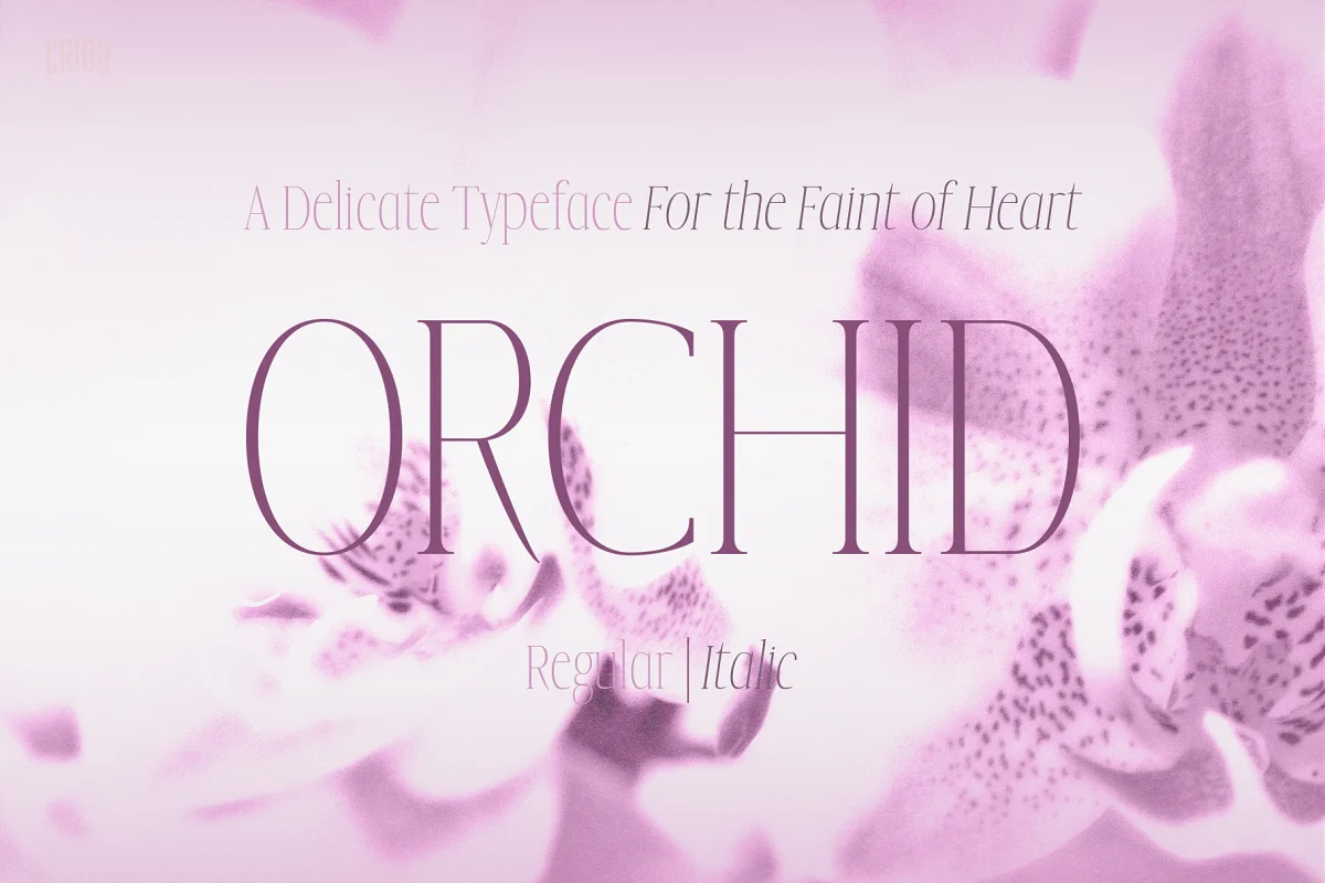 Orchid Delicate Serif Typeface Font